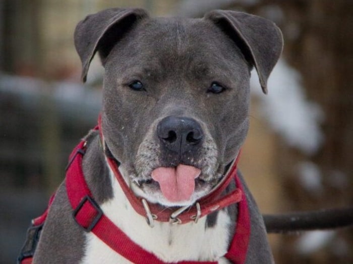 Champ freut sich auf ein Leben außerhalb des Heims.