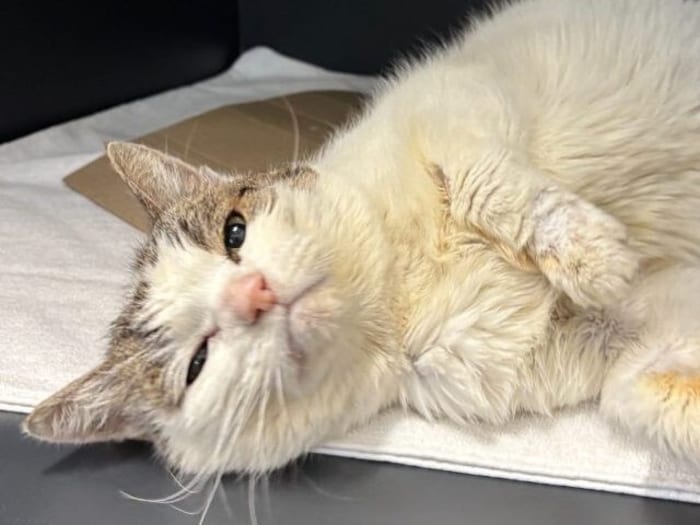 Pixie würde sich einen schönen Lebensabend verdienen!