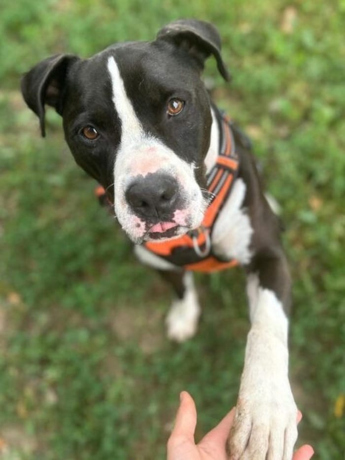 Wer geht mit dem treuen Archie durchs Leben?