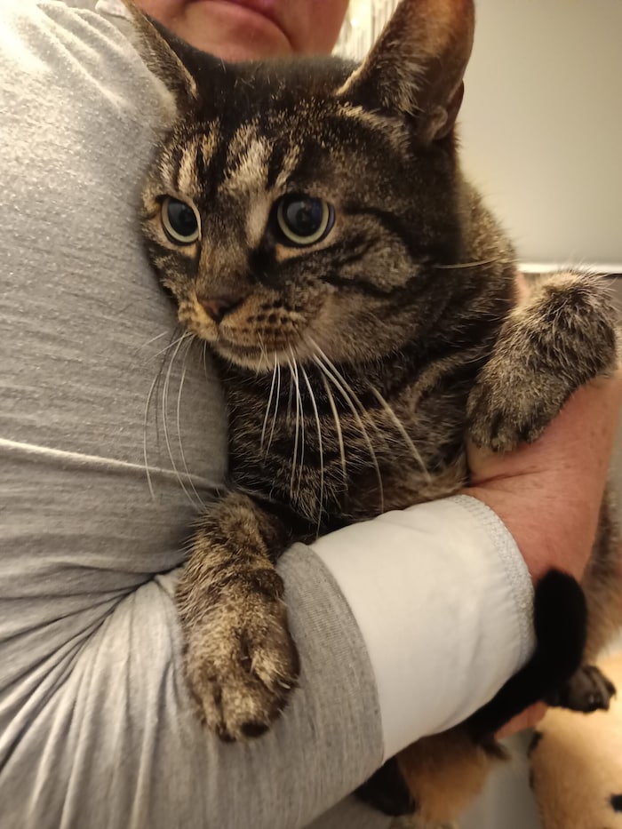 In der Grazer Josef-Pock-Straße gefunden