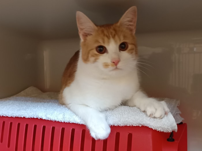 Schmusekater in Graz zugelaufen