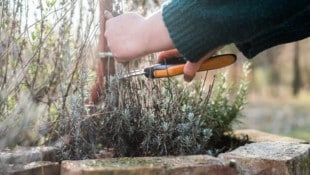 Beim Lavendel wird etwa ein Drittel des Neuaustriebes geschnitten, damit er nicht weiter ...