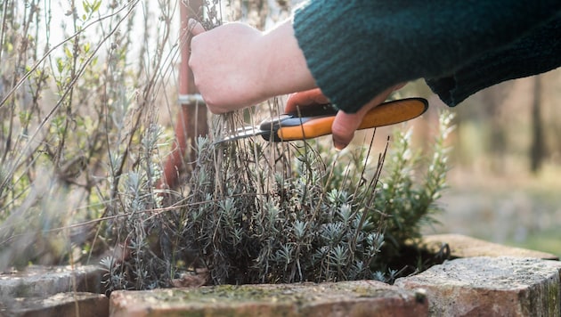 Beim Lavendel wird etwa ein Drittel des Neuaustriebes geschnitten, damit er nicht weiter ...