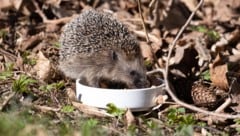 Igel erwachen geschwächt aus dem Winterschlaf.