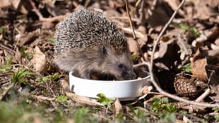 Igel erwachen geschwächt aus dem Winterschlaf.