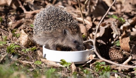 Igel erwachen geschwächt aus dem Winterschlaf.