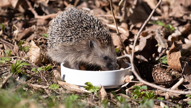 Igel erwachen geschwächt aus dem Winterschlaf.