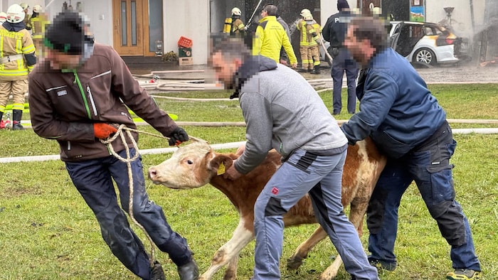 Der Großteil der Tiere konnte gerettet werden. Leider nicht alle.