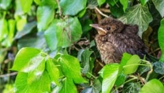 Die junge Amsel sucht Schutz im Dickicht. Wer jetzt radikal Hecken und Gebüsche stutzt, nimmt ...