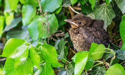 Die junge Amsel sucht Schutz im Dickicht. Wer jetzt radikal Hecken und Gebüsche stutzt, nimmt ...