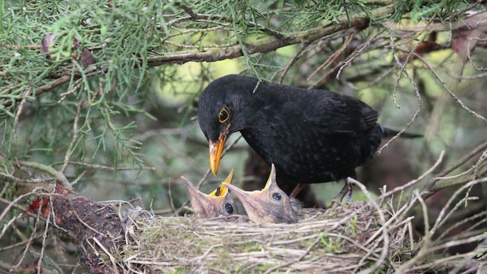 Junge Amseln verbringen etwa 14 Tage im Nest, bevor sie es verlassen. Nach dem Auszug aus dem ...