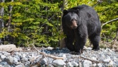 Ein Bär hat in Kanada ein dreijähriges Mädchen angegriffen. (Symbolbild)