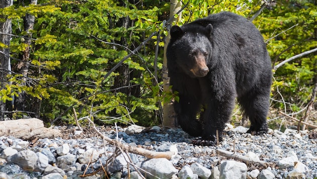 Ein Schwarzbär (Symbolbild))