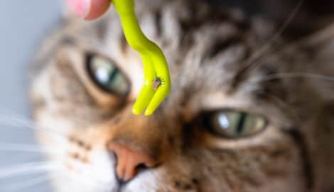 Eine frühzeitige und vorbeugende Behandlung schützt Hund und Katze zuverlässig über die gesamte ...