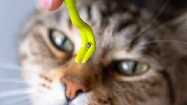 Eine frühzeitige und vorbeugende Behandlung schützt Hund und Katze zuverlässig über die gesamte ...