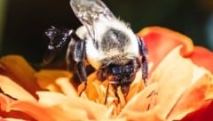 Eine Königin der Gemeinen Östlichen Hummel
