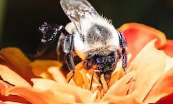 Eine Königin der Gemeinen Östlichen Hummel