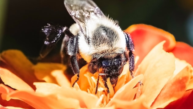 Eine Königin der Gemeinen Östlichen Hummel