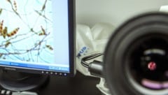 In Großbritannien sind zwei Menschen an Meningokokken gestorben, mindestens elf weitere werden ...