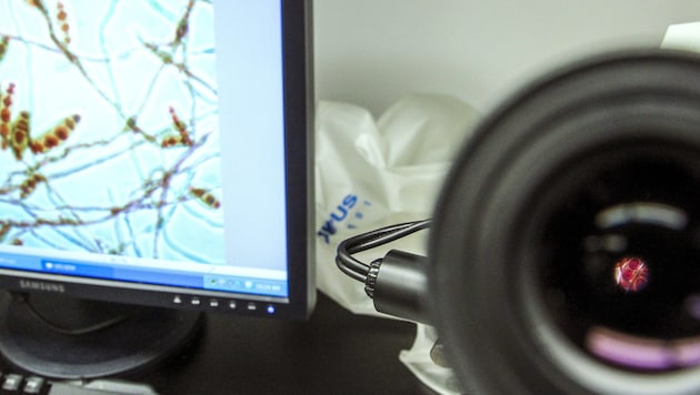 In Großbritannien sind zwei Menschen an Meningokokken gestorben, mindestens elf weitere werden ...