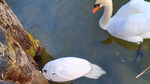 Ein Schwan steckte mit dem Kopf zwischen Holzpfosten fest – der Vogelpartner schaute besorgt zu.