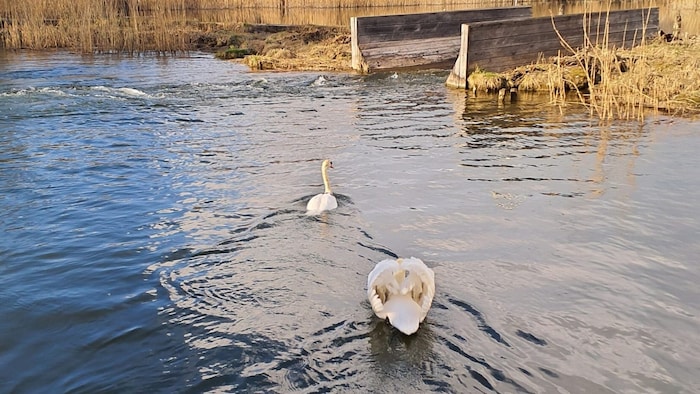 Nach der Befreiung schwammen die Schwäne gemeinsam davon.