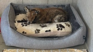 Im Tierschutzhaus geht‘s „Fox“ von Tag zu Tag besser. 