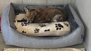 Im Tierschutzhaus geht‘s „Fox“ von Tag zu Tag besser. 