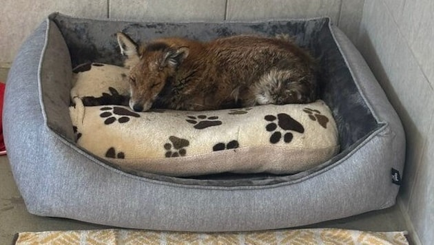 Im Tierschutzhaus geht‘s „Fox“ von Tag zu Tag besser.