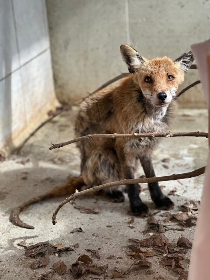 „Fox“, der Stadtfuchs war an Räude erkrankt.