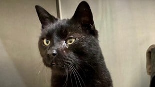 Rund 2000 Katzen werden jedes Jahr von Tierheimen in Oberösterreich vermittelt.