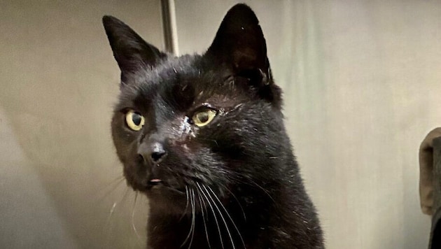 Rund 2000 Katzen werden jedes Jahr von Tierheimen in Oberösterreich vermittelt.