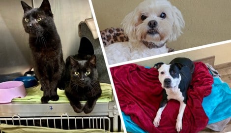 Die beiden Kater Konstantin und Oskar sowie Coco und Suna warten noch auf ihre Lebensplätze.