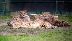 Moira mit ihren Kindern Bia, Tamasha und Kikundi