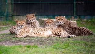 Moira mit ihren Kindern Bia, Tamasha und Kikundi