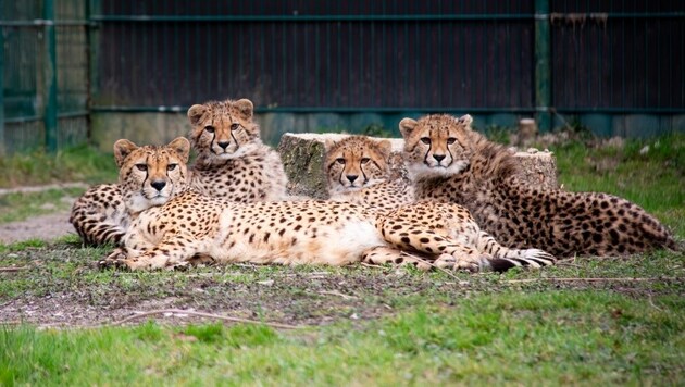 Moira mit ihren Kindern Bia, Tamasha und Kikundi