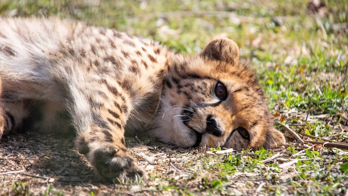 So süüüß: Tamasha beim Entspannen.