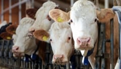 Im Stall eines Tiroler Landwirtes kam es zu Beanstandungen (Symbolfoto).