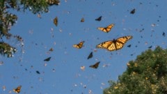 Jeden Herbst brechen die Falter auf von Nordamerika nach Mexiko. 