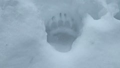 Diese Spuren hinterließ der Bär im benachbarten Pfunds 