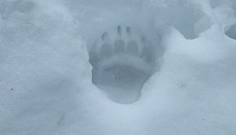 Diese Spuren hinterließ der Bär im benachbarten Pfunds 