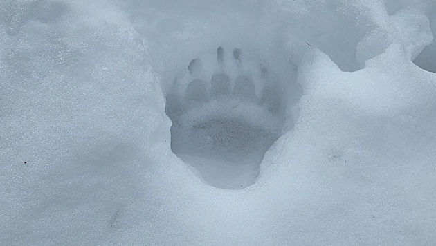 Ein deutlicher Tatzenabdruck im Schnee