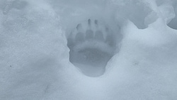 Diese Spuren hinterließ der Bär im benachbarten Pfunds 