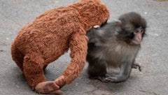 „Punch“ mit seinem Plüschtier-Affen