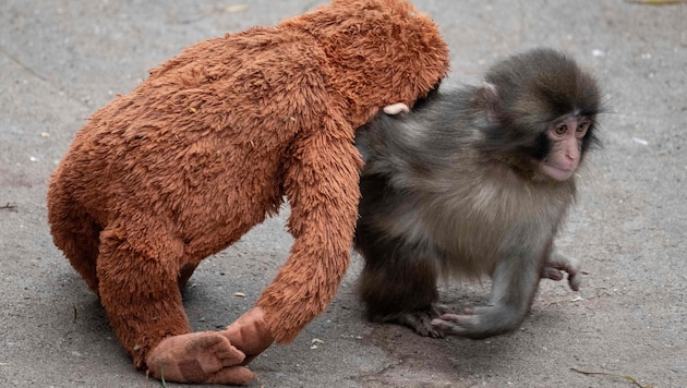 „Punch“ mit seinem Plüschtier-Affen