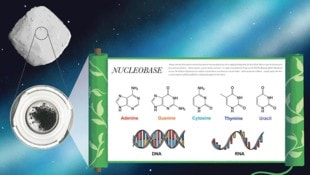 In Bodenproben des Asteroiden Ryugu konnten Forscher sämtliche Bausteine des Lebens nachweisen.