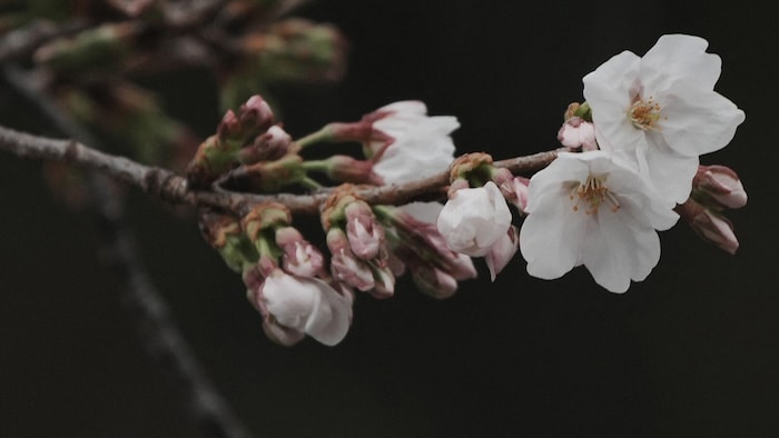 Noch sind die Blüten ganz zart – schon bald werden sie aber in voller Pracht erstrahlen.