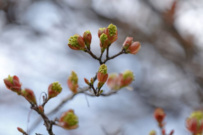 Die Natur erwacht seit etwa zwei Wochen langsam aus ihrem Winterschlaf, die ersten Knospen ...