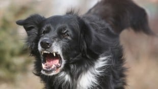 Auffällige Hunde werden abgenommen und kommen ins Heim. (Symbolbild)