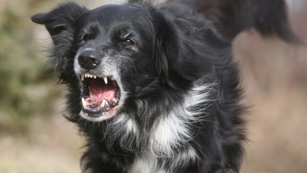 Auffällige Hunde werden abgenommen und kommen ins Heim. (Symbolbild)